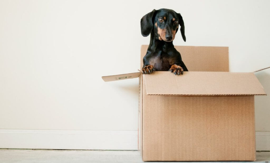 Dog in the box