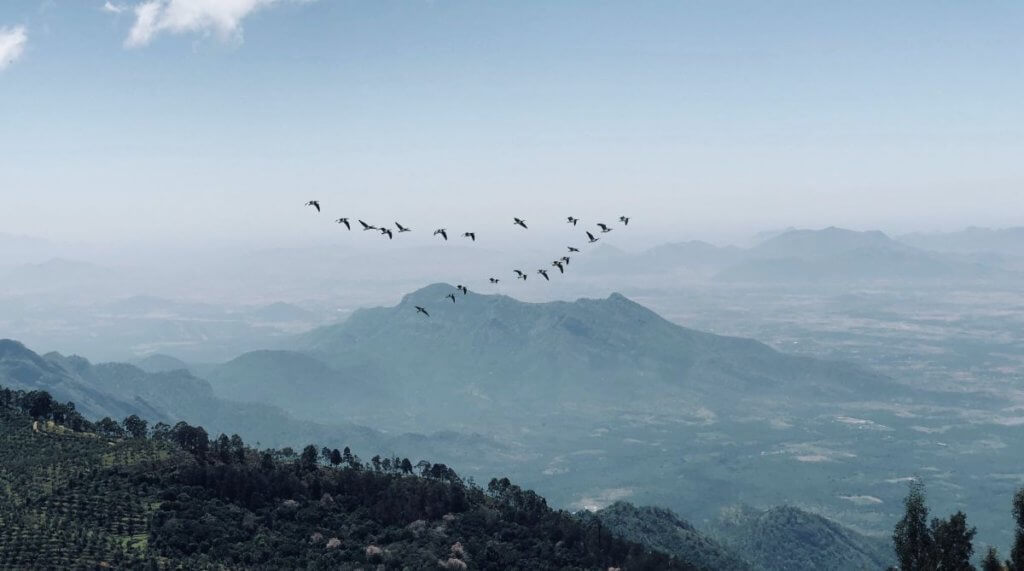 Self-organization and Leadership - Birds flying in formation