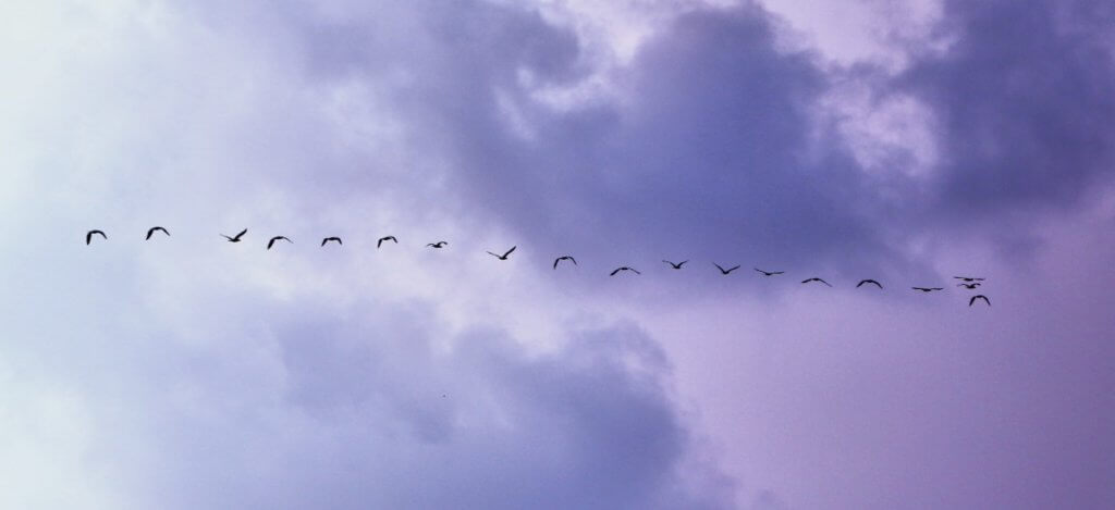 Paweł Słowikowski - Banner - Birds flying in a row