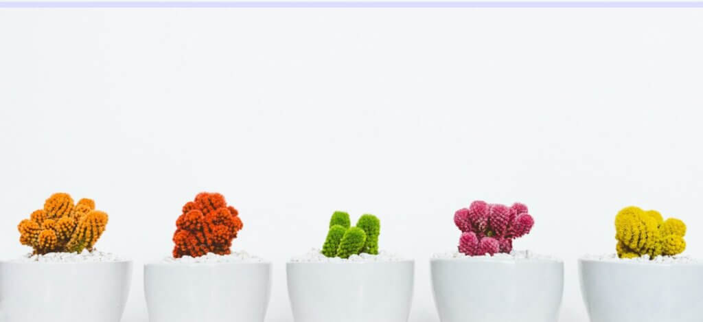 Kathy Berkidge - Banner - Line of Colored Cactus