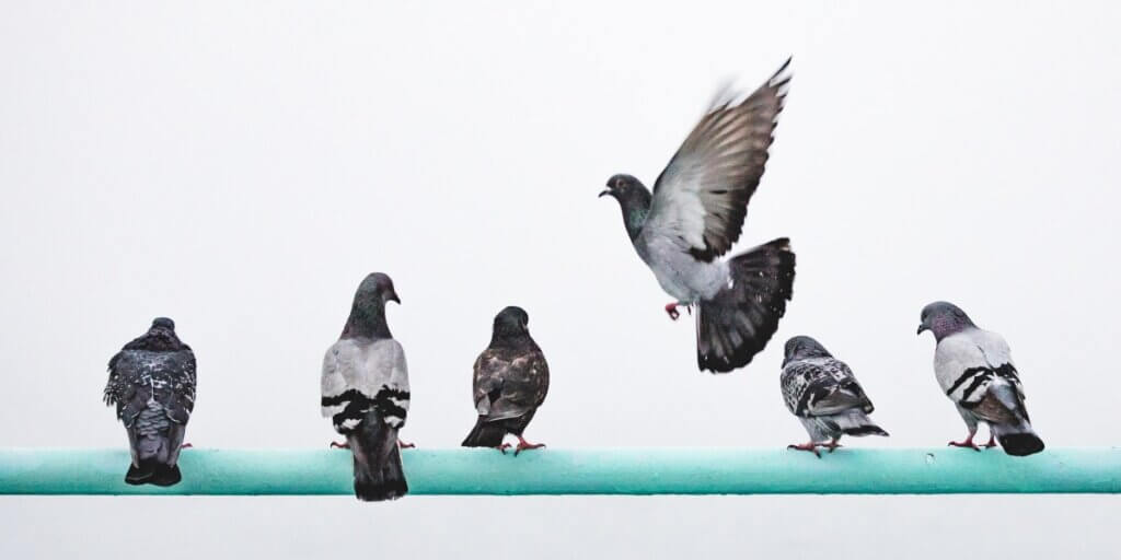 STEPHEN BUNGAY - 2 - Pigeons in a row