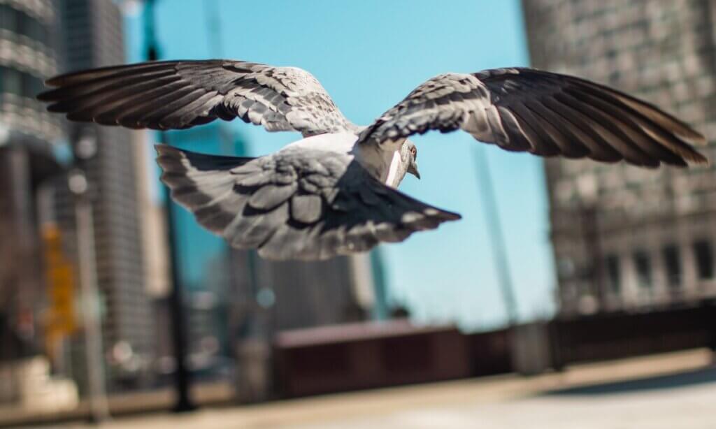 STEPHEN BUNGAY - 2 - Pigeon Flying Rear View