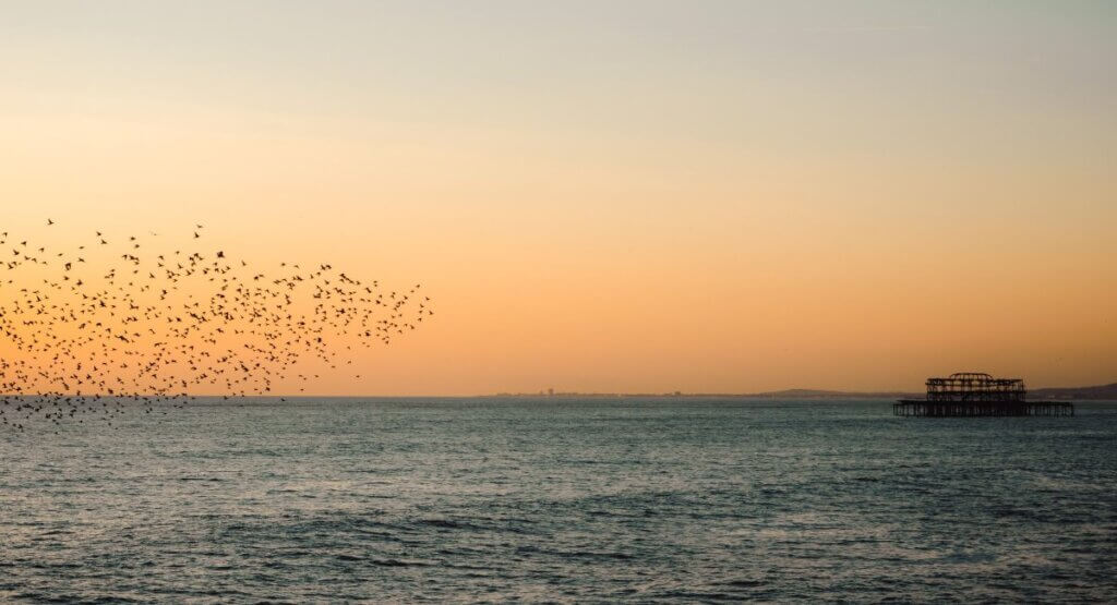 STEPHEN BUNGAY - 3 - Bird FLock Flying