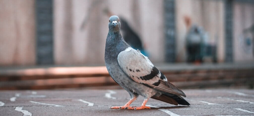 STEPHEN BUNGAY - Banner - Pigeon Walking